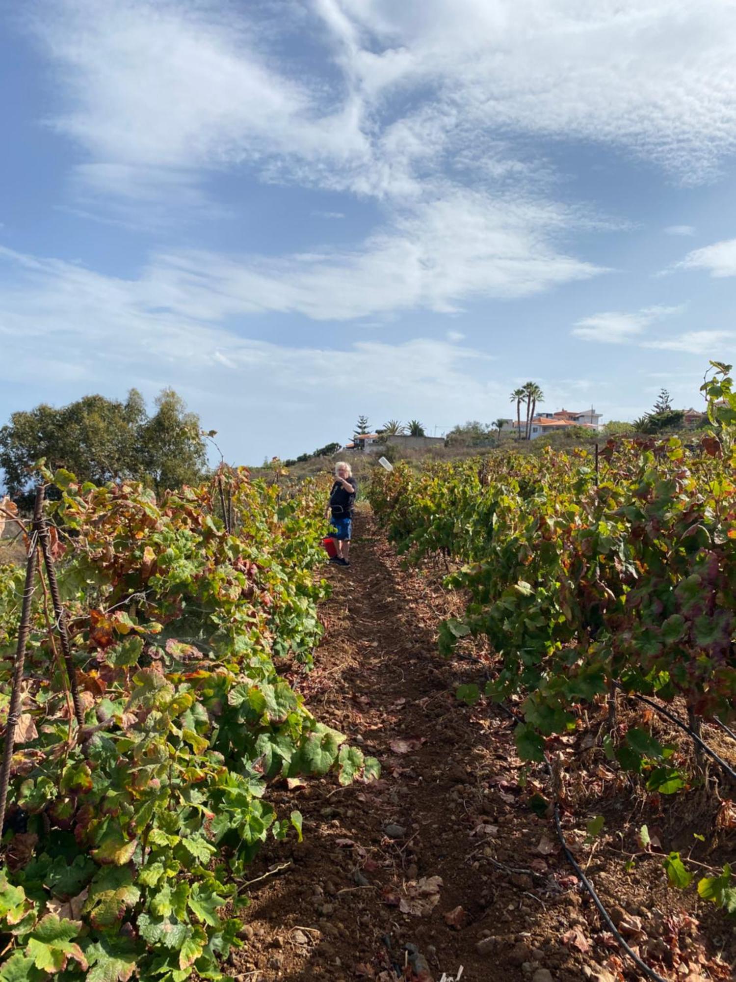 La Matanza De Acentejo Finca Angelus Apartment Syrah With Amazing Views מראה חיצוני תמונה