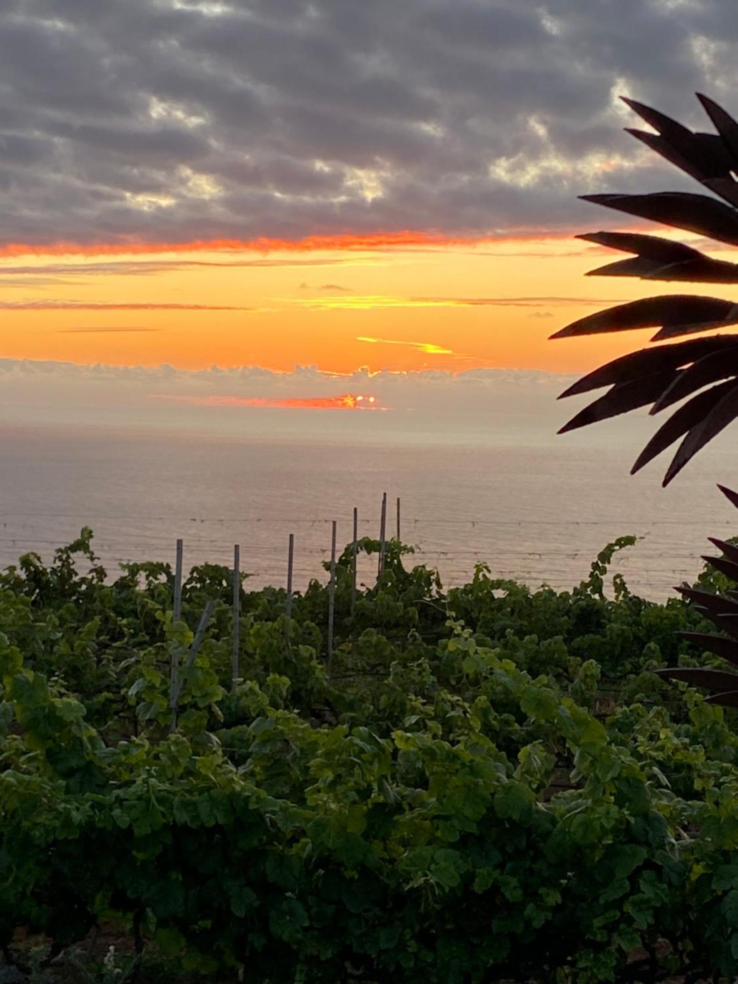 La Matanza De Acentejo Finca Angelus Apartment Syrah With Amazing Views מראה חיצוני תמונה
